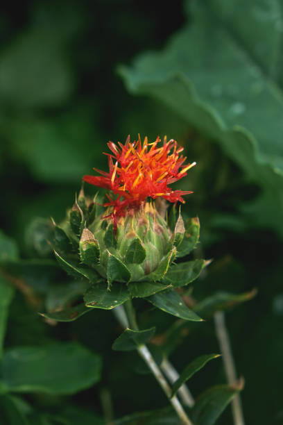 Bastard saffron flowers blooming Safflower (Carthamus tinctorius) also known as bastard saffron blooming flowers with red and yellow threads substitute for saffron stock pictures, royalty-free photos & images