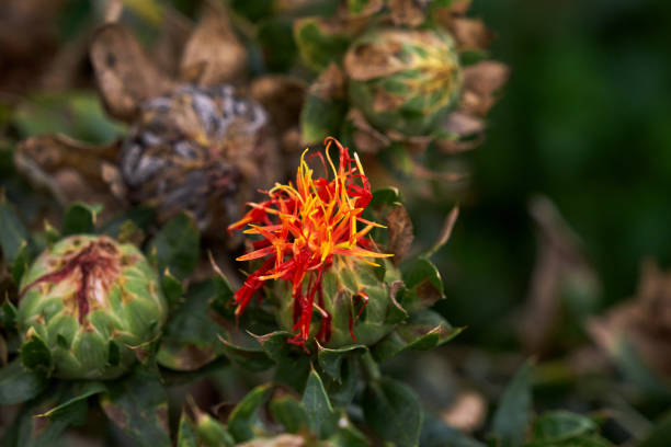 Bastard saffron flowers blooming Safflower (Carthamus tinctorius) also known as bastard saffron blooming flowers with red and yellow threads substitute for saffron stock pictures, royalty-free photos & images