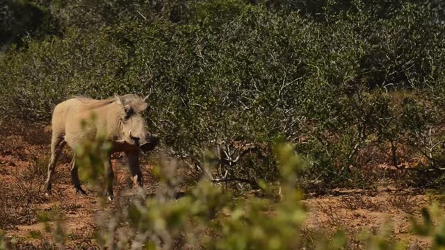 Warthog walking through the bush in a wildlife reserve