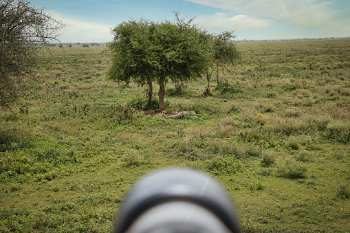 Safari and wildlife observation in Tanzania, Africa, Ndutu Conservation Area