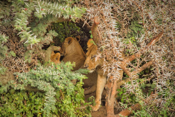 Female lionesses and family of cubs in the African plains during golden light in the evening. Photographed in the Maasai Mara plains Kenya, Africa.