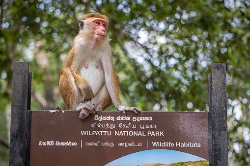 Wipattu National Park, Sri Lanka - March 5th 2023: Macaque monkey sitting on a sign in the parking lot at the Wipattu National Park in the North Central Province in Sri Lanka. The toque macaque is a \