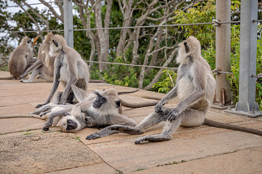 Group of gray langur or hanuman langur monkeys sitting on the ground outside a temple in Mihintale in the North Central Province in Sri Lanka.