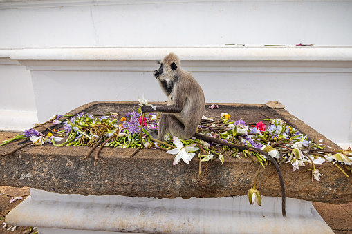 Gray langur or hanuman langur monkey sitting on an altar outside a temple and eating the flowers in Mihintale in the North Central Province in Sri Lanka.