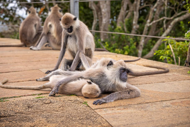Group of gray langur or hanuman langur monkeys sitting on the ground outside a temple in Mihintale in the North Central Province in Sri Lanka.