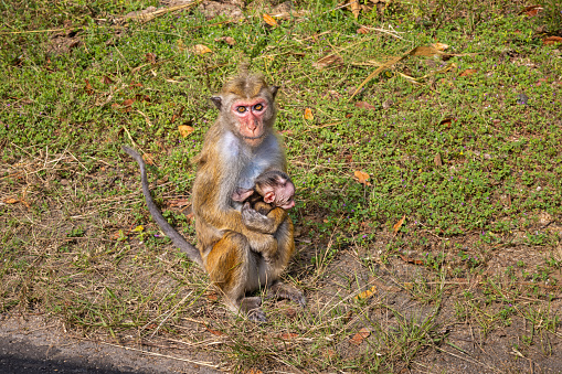 Macaque monkey mother with kid sitting beside the road at North Central Province in Sri Lanka. The toque macaque is a 