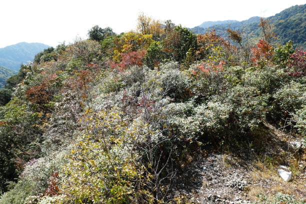 The forest of trees is of different colors, Arunachal Pradesh