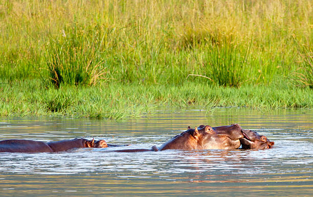 istock Young hippo kisses mom 148411580