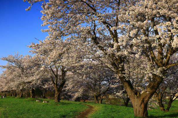 istock Blue sky and cherry blossoms in full bloom 1484116232
