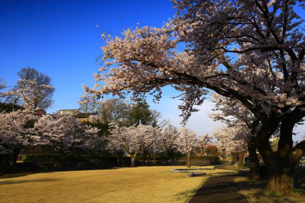 istock Blue sky and cherry blossoms in full bloom 1484116246