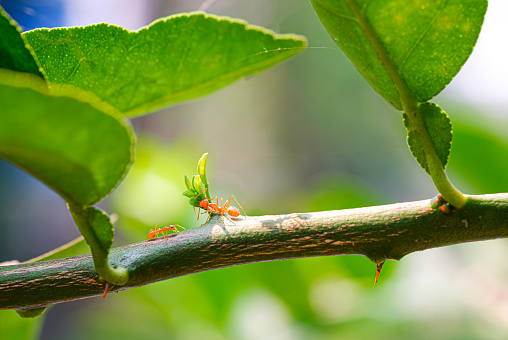 Two Red ant on branch of lemon tree with green leaves and blurred natural background.
