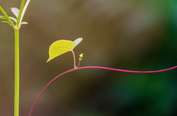 istock young heart shaped green leaf is growing on red curve branch with blurred natural background 1484119700