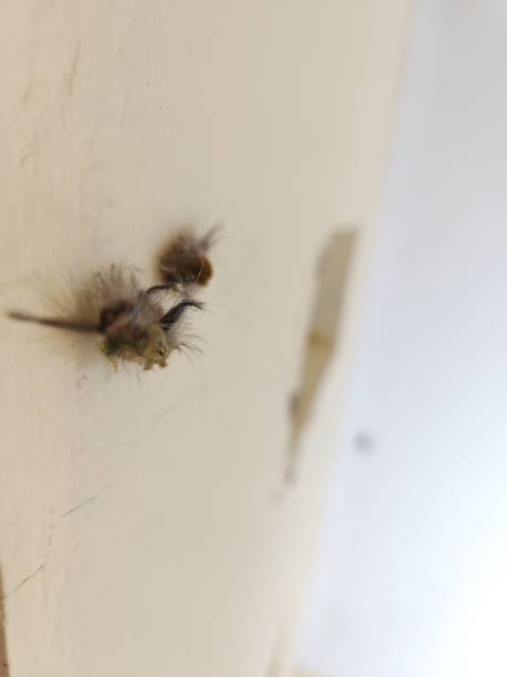 istock caterpillars stick to the wall before becoming cocoons 1484120321