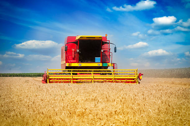 istock Harvesting combine in the wheat field 148412399