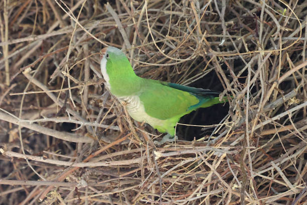 Green Parakeets, also called Monk Parakeets, are a real problem in Fuengirola, Spain.  Their proliferation, raucous noise generators have many people demanding action be taken to curb their number.  But they are lovely birds to look att.