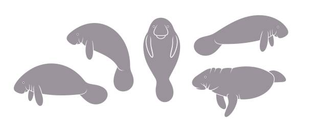 ilustraciones, imágenes clip art, dibujos animados e iconos de stock de logotipo del manatí. manatí aislado sobre fondo blanco - manatee