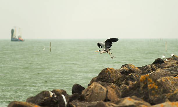 istock Grey heron fishing in a lake 148412663
