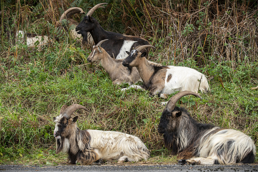 Herd of goats sitting on the side of a road
