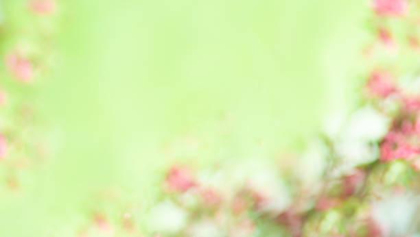 istock Blurry pink background with copy space for text, out of focus 1484128941