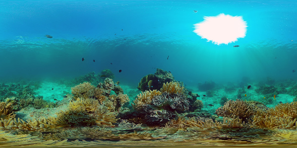 Tropical fishes and coral reef at diving. Underwater world with corals and tropical fishes. Philippines. Virtual Reality 360.