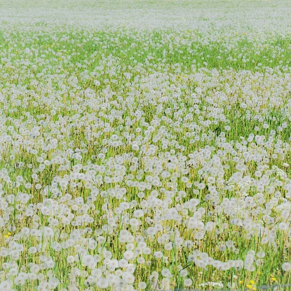 A field full of dandelion seeds