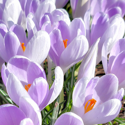 Spring crocus flowers in meadow, Carpathian Mountains, Ukraine