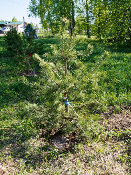 ein junger weihnachtsbaum wird am waldrand gepflanzt - treelined forest at the edge of scenics stock-fotos und bilder