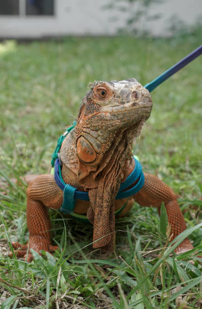 istock Iguana at Bitung city Indonesia 1484131377