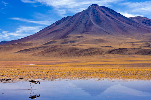 Brine pool & flamingo on the Atacama Salt Flats with the Licancabur Volcano in the distance - Atacama Desert in Northern Chile