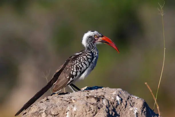 Red-billed Hornbill (Tockus erthrorhynchus) in the Khwai River region of northern Botswana, Africa. This is the smallest of the African Hornbills.