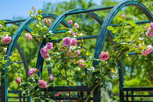 Beautiful pink roses flowers on trellis at the Botanical Gardens, floral arrangement