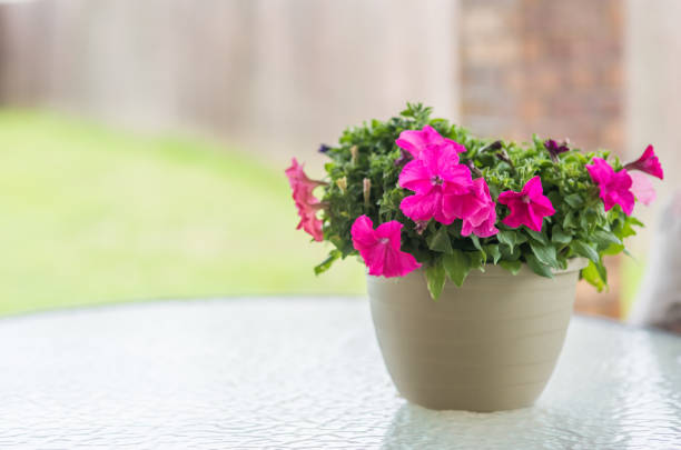 istock Pink Petunia flowers 1484134394
