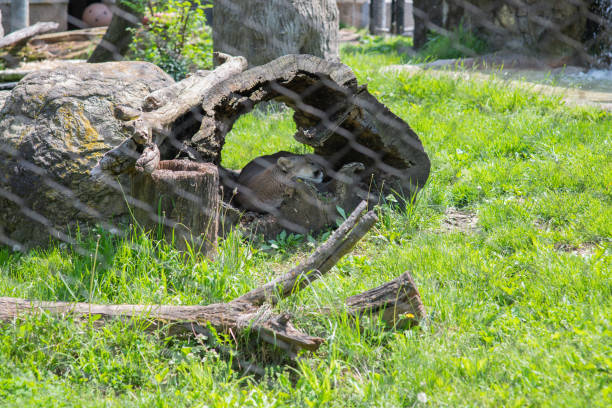 Mountain lion at the zoo behind the fence