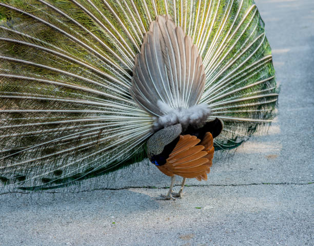 Indian peafowl captured in a public park while performing courtship . The image shows the entire animal with its beautiful feathers.