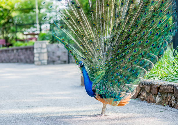 istock Beautiful peacock at the zoo 1484134590