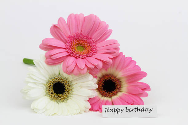 istock Happy birthday card with three pink and white gerbera daisies on white surface 1484134933