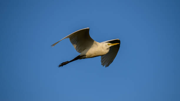 istock White egret in flight against clear blue skies in the evening. 1484136067