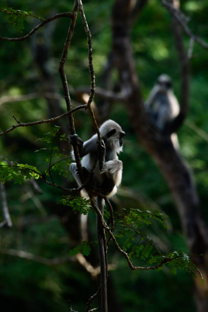 joven mono langur gris con mechones sosteniendo una rama de fotografía retroiluminada. - sri lanka langur animals in the wild endangered species fotografías e imágenes de stock