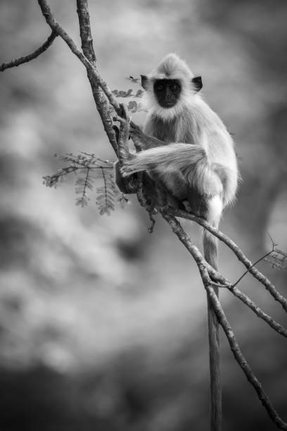 joven mono langur gris con mechones sentado en la rama de un árbol y mirando a la cámara. - sri lanka langur animals in the wild endangered species fotografías e imágenes de stock