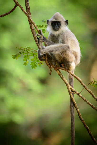 junger grauer langurenaffe, der auf einem ast sitzt und in die kamera schaut. - sri lanka langur animals in the wild endangered species stock-fotos und bilder