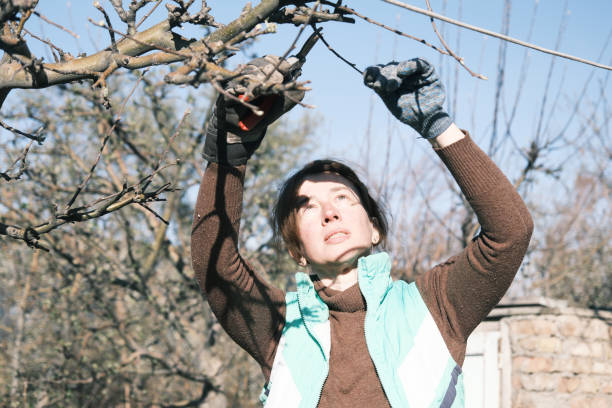 istock Woman is working at her garden in spring 1484136657