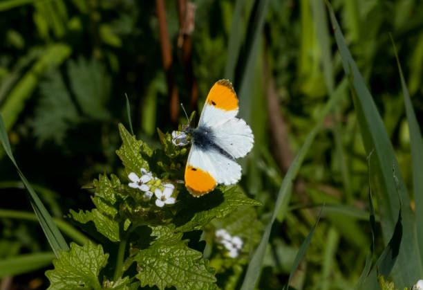 orange tip butterfly orange tip butterfly anthocharis cardamines stock pictures, royalty-free photos & images