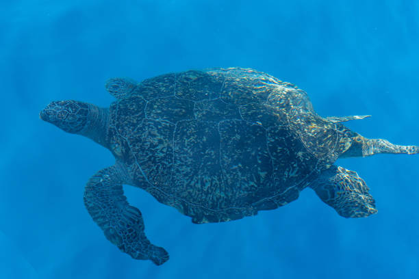Giant Sea Turtle Archelon Stock Photo - Download Image Now