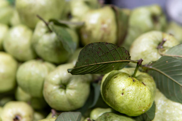 istock Green Guava Fruit for Sale in Thailand 1484138800