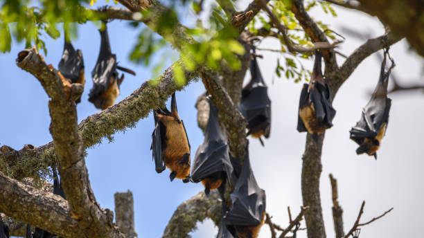 istock Sri Lankan megabats roosting upside down on tree branches. 1484139742