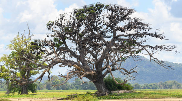 colony of giant fruit bats roosting on a large tree landscape view. - vleerhond stockfoto's en -beelden