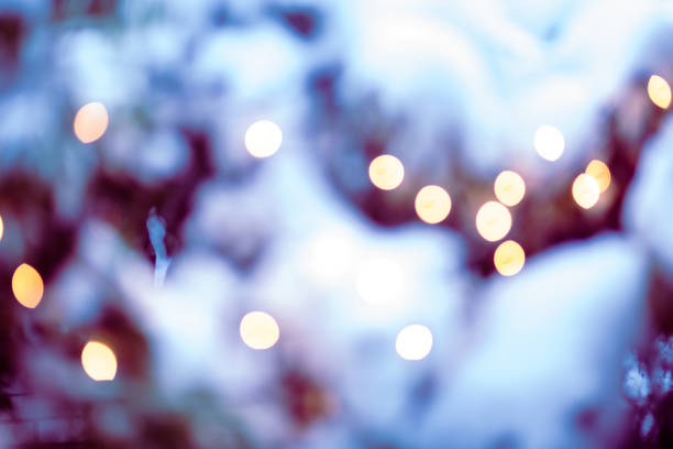 Evergreen tree branches covered with snow in winter. Beautiful gentle winter background