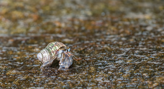 Hermit crab crawling on a wet rock surface on the beach.