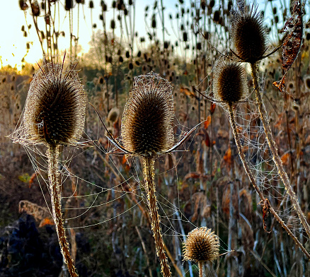 Close up of teasel head and cobwebs in the sun light