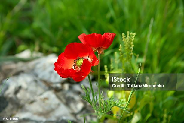 Foto de Anêmona Flores Selvagens e mais fotos de stock de Anêmona - Família do Ranúnculo - Anêmona - Família do Ranúnculo, Beleza natural - Natureza, Brilhante - Luminosidade